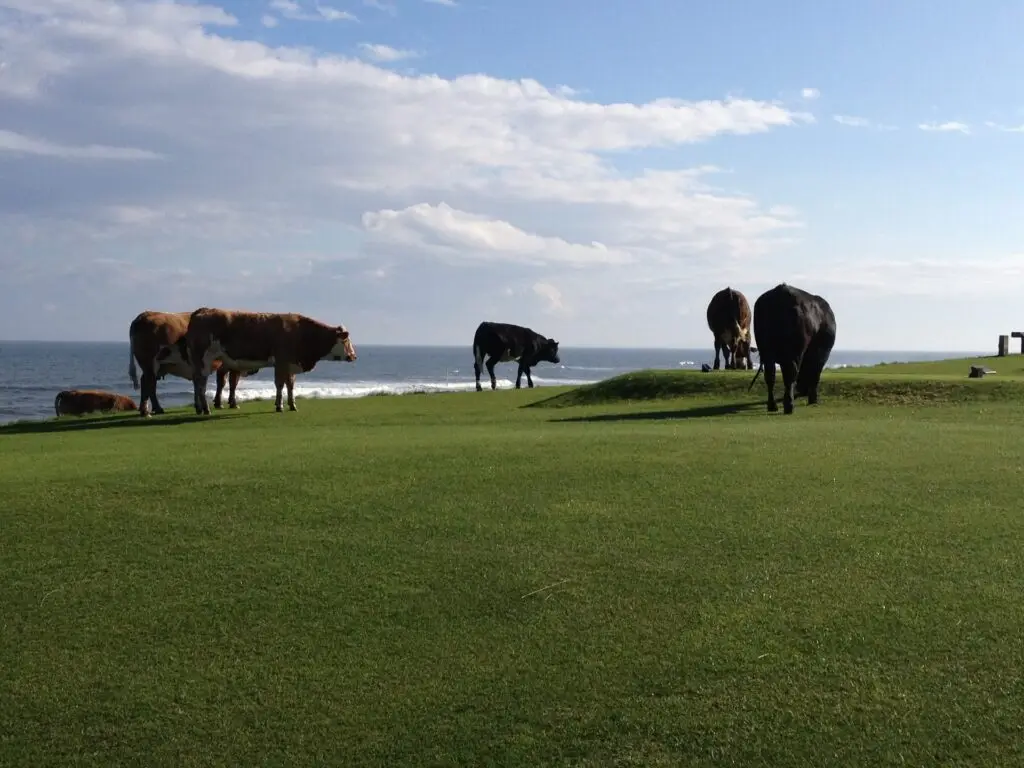 Brora Golf Club on the Sutherland coast, Scotland